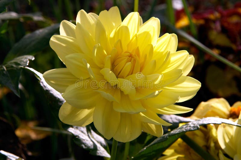 Yellow peony flower