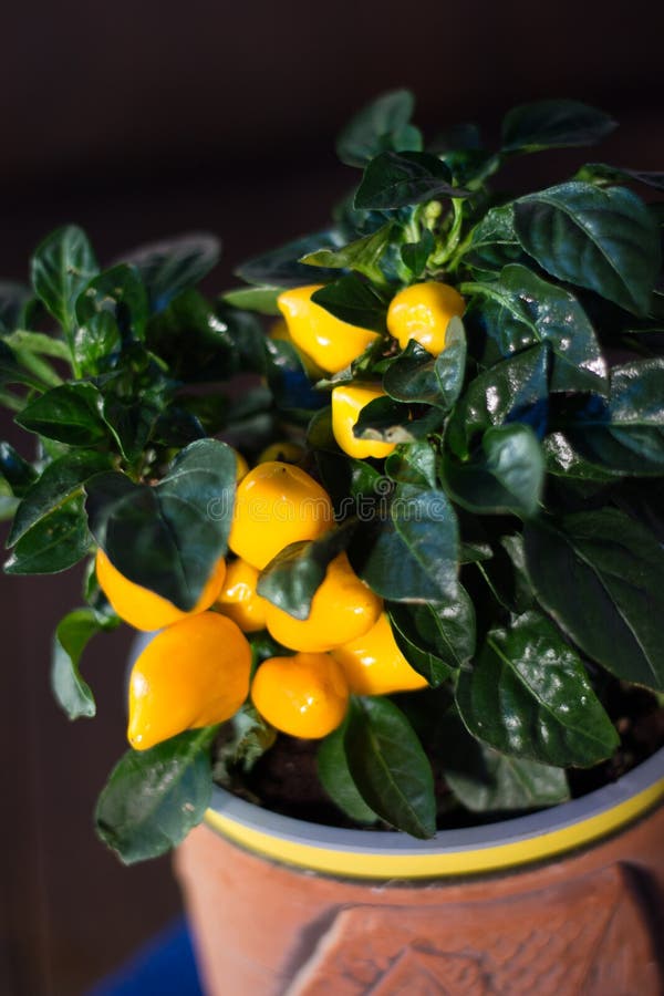 Yellow Pepper in a Flower Pot As Home Plant. Stock Image Image of spicy, food 105538181
