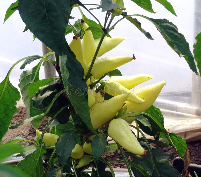 Yellow pepper plant stock photo. Image of greenhouse 13124896