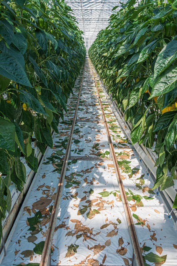 Yellow Peppers Growing in a Large Greenhouse Stock Photo Image of