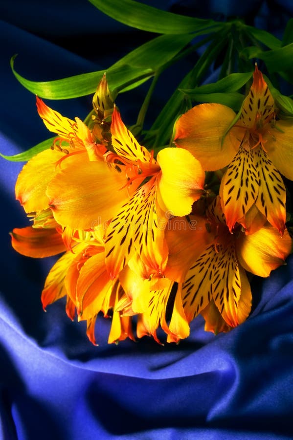 Yellow Peruvian lily on a blue silk