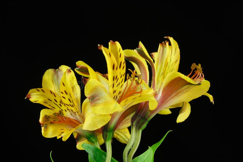 Yellow Peruvian lily bouquet,Astroemeria flowers
