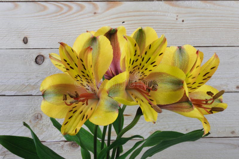 Yellow Peruvian lily bouquet on woodern background