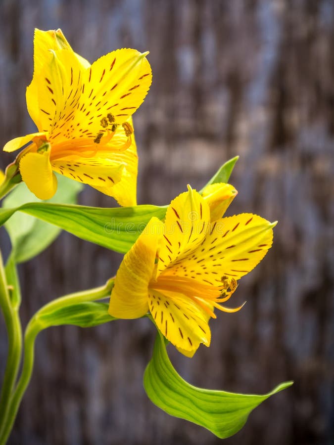 Yellow Peruvian lily with copy space