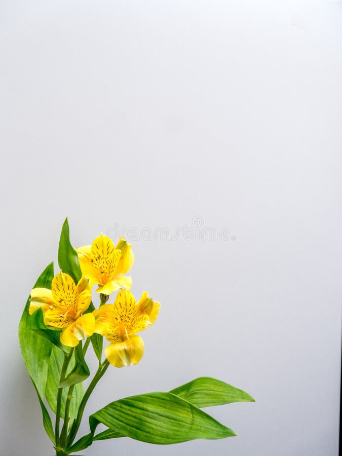 Yellow Peruvian lily with copy space