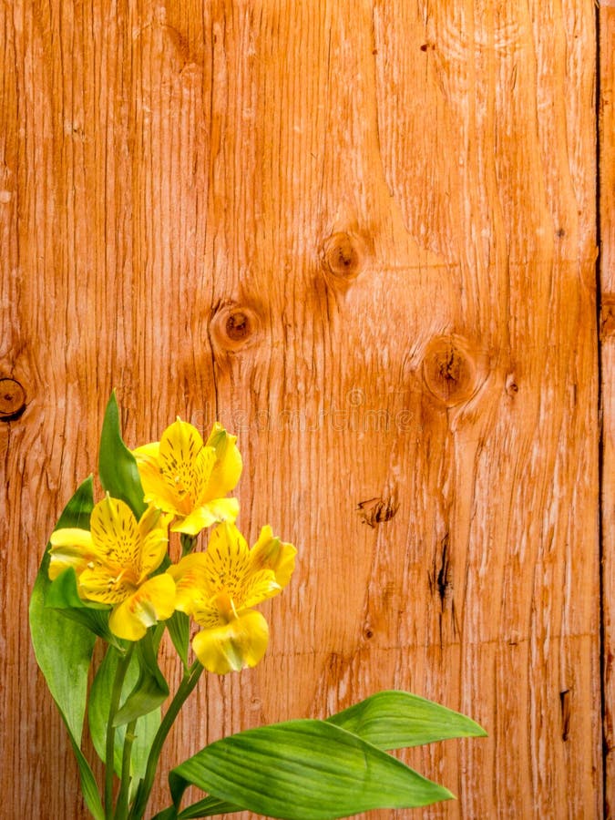 Yellow Peruvian Lily on plywood Background