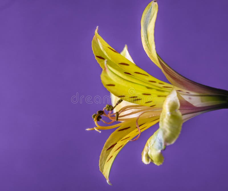 Yellow Peruvian Lily, side view