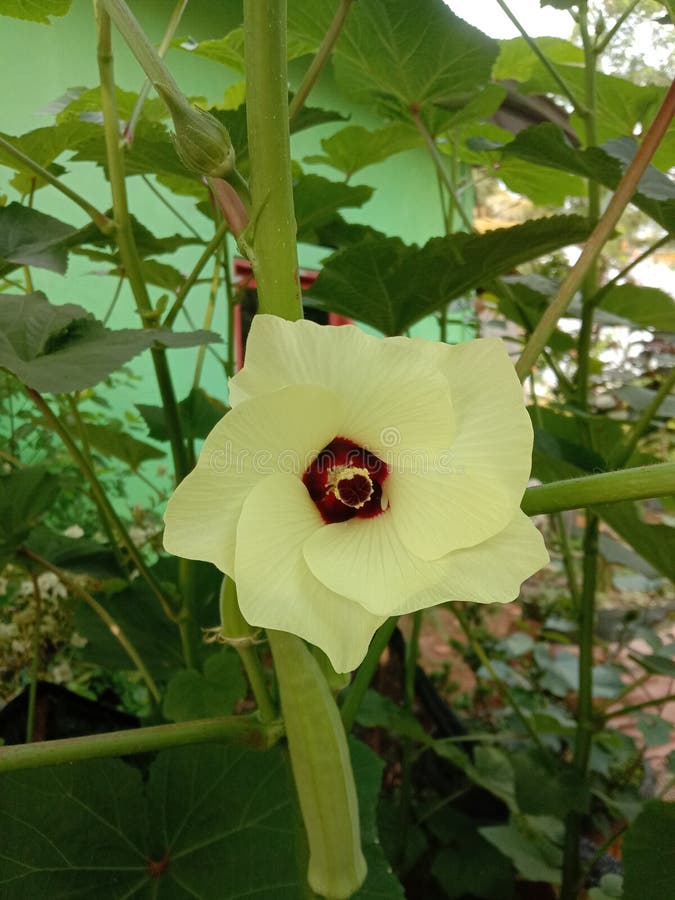 The yellow petals with a red center are the flowers of the okra tree. stock photography