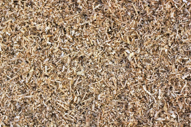 Pine Sawdust or Wood Dust of Young Pine Tree. Stock Photo Image of