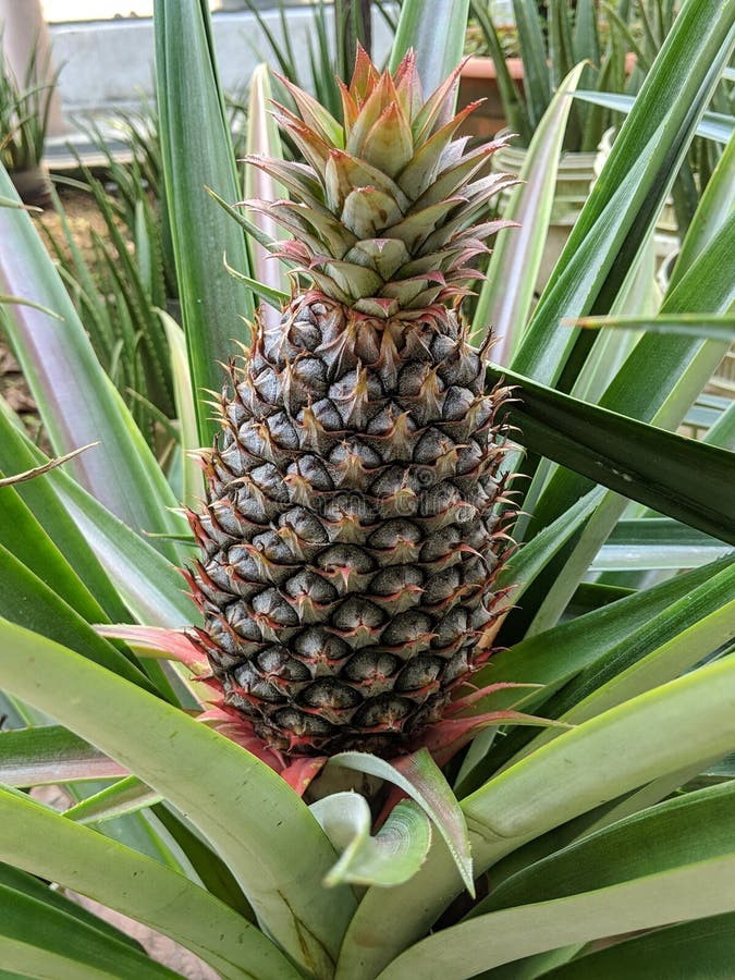 Yellow Pineapple and Pointed Leaves Grow from the Ground Stock Image