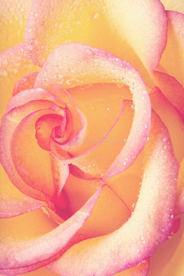 Delicate Rose stock photo. Image of represents, petals 84142728