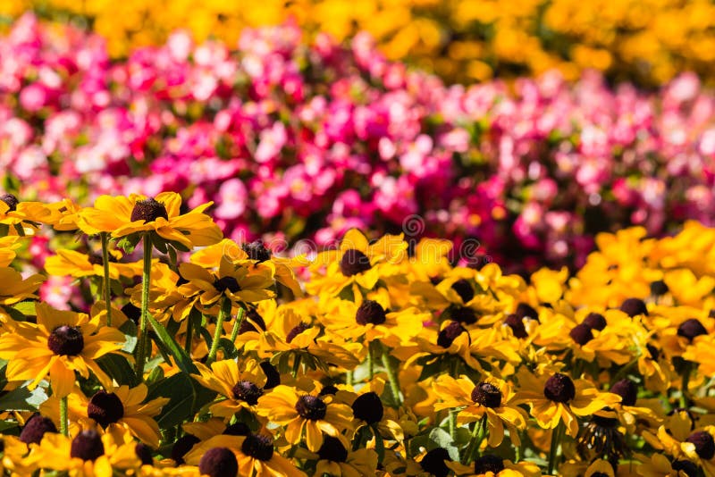 Yellow and Pink Flowers Flowerbed Stock Image Image of background