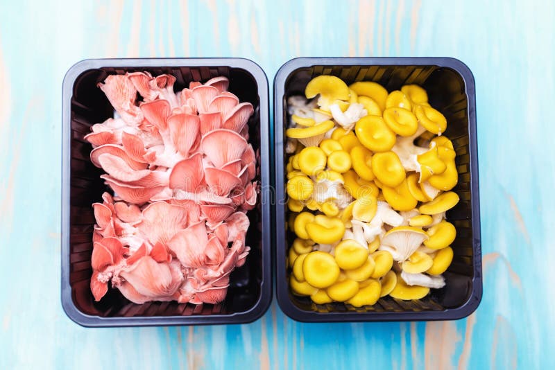 Yellow and pink pleurotus in black plastic boxes royalty free stock photo