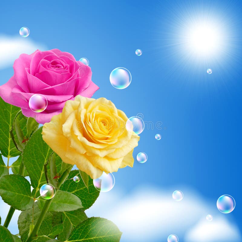 Yellow and pink roses stock photo. Image of outdoor, bubbles 68536756