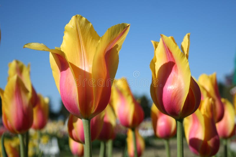 Yellow & Pink shaded Tulips