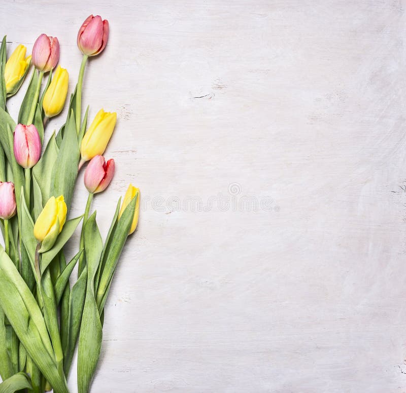 Yellow, pink spring tulips, laid on a white wooden background border ,place for text on wooden rustic background top view close up