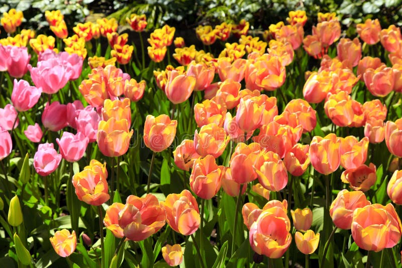 Pink Tulips and Yellow Poppies with Multicolored Garden Flowers Stock