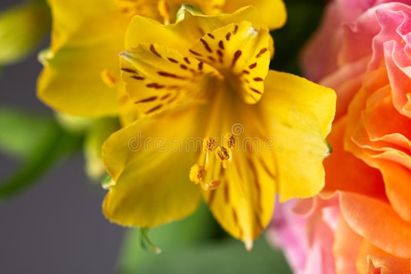 Yellow Pistils Full of Pollen on a Yellow Flower in Bloom Close Up