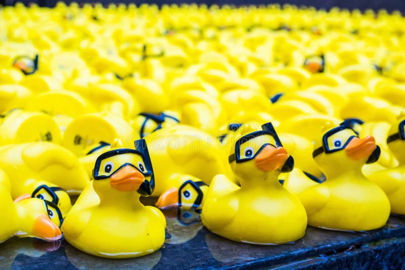 Yellow plastic ducks with scuba gear