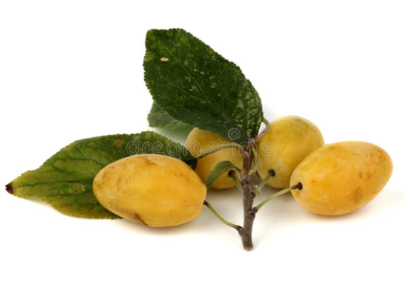 Yellow plums stock photo. Image of yellow, fruit, green 11106612