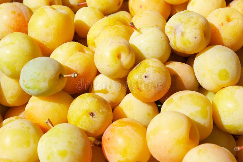 Yellow plums stock image. Image of graft, agriculture 3222563
