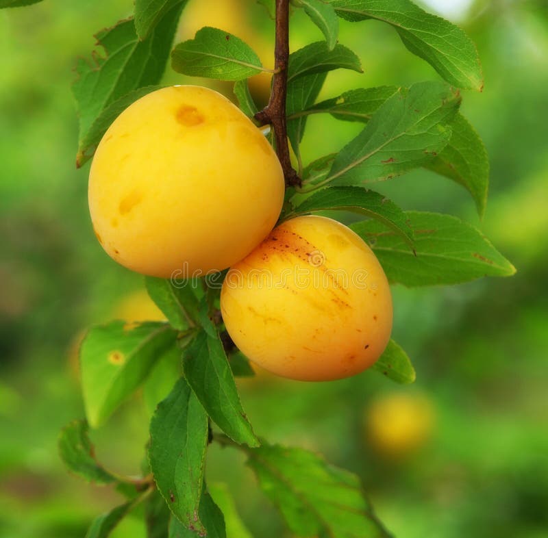 Yellow Plums stock image. Image of healthy, branch, hanging 9087407