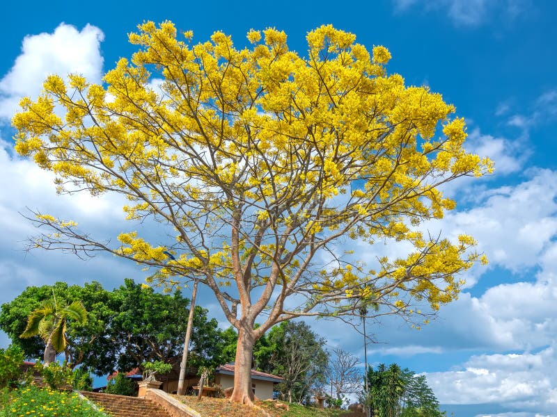 Yellow Flame Flame Tree Royal Poinciana Stock Photo 1417297562