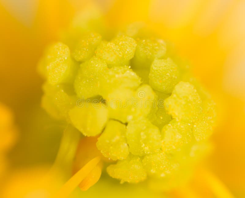 Yellow Pollen on a Flower in Nature Stock Photo Image of color