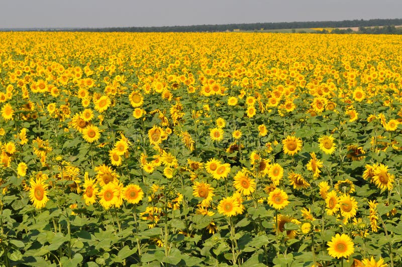 Field of bright sunflowers. Agricultural landscape of Ukraine countryside