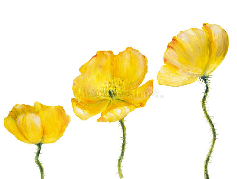 Yellow Poppy Isolated on White Stock Illustration - Illustration of ...