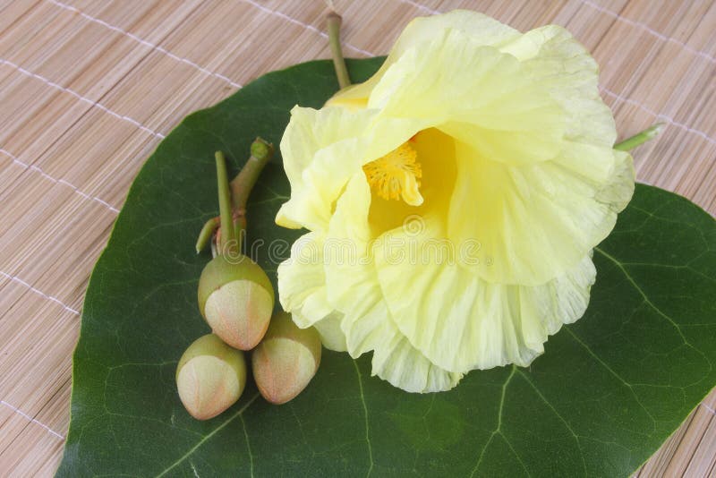 Portia flower stock photo. Image of asia, white, thai 32236754