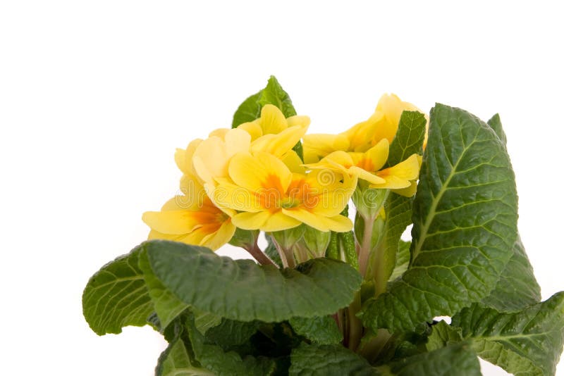 Yellow primrose stock image. Image of florist, bloom, plant - 6602129