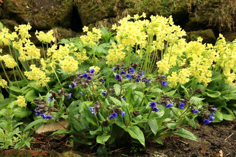 Yellow Primula Vulgaris and blue Lungwort