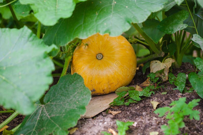 Yellow pumpkin growing stock image. Image of fruit, halloween 88391201
