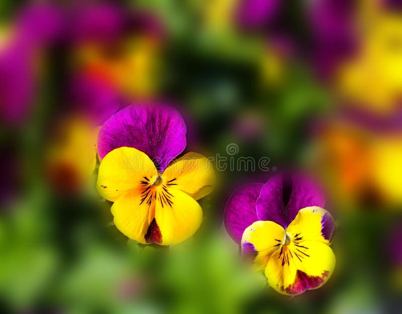 Yellow Purple Flower Picture. Image 82961828