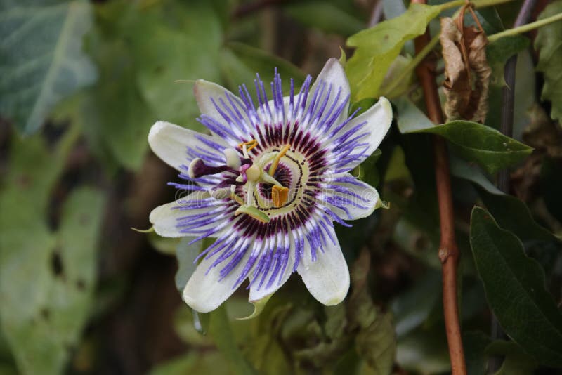 Yellow purple flower head of the passion flower or passiflora in Nieuwerkerk aan den IJssel in the Netherlands. royalty free stock images Yellow purple flower head of the passion flower or passiflora in Nieuwerkerk aan den IJssel in the Netherlands. royalty free stock images