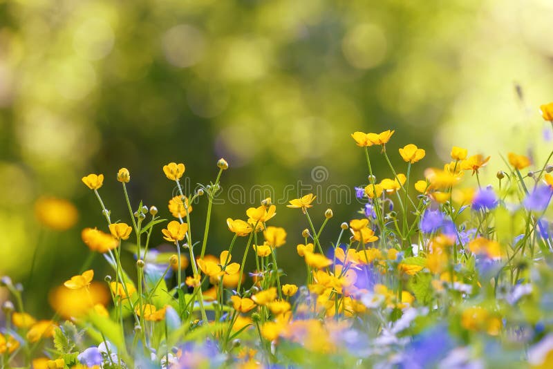 Yellow and Purple Flowers with the Blurred Background of Trees. Colorful Floral Desktop Wallpaper a Postcard Stock Image - Image of blurred, foliage: 184790123 Yellow and Purple Flowers with the Blurred Background of Trees. Colorful Floral Desktop Wallpaper a Postcard Stock Image - Image of blurred, foliage: 184790123