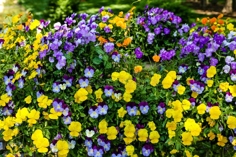 Yellow and Purple Pansies in Formal Garden royalty free stock image Yellow and Purple Pansies in Formal Garden royalty free stock image
