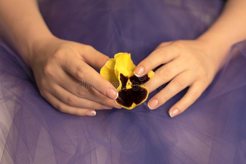 Yellow purple pansy in women`s young hands with perfect French manicure. Minimalistic advertising for a flower salon royalty free stock image Yellow purple pansy in women`s young hands with perfect French manicure. Minimalistic advertising for a flower salon royalty free stock image