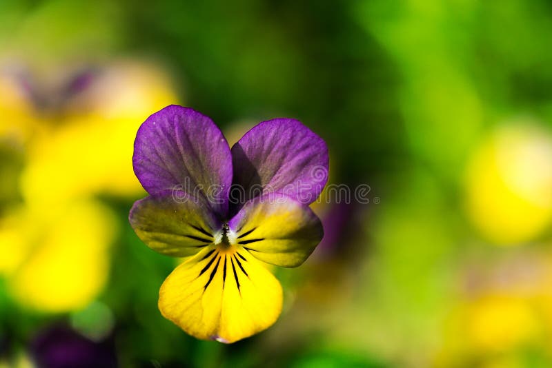 Yellow and purple tricolor viola flower. Pansy. macro