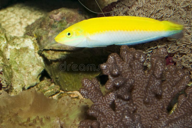 Yellow and Purple Wrasse in Aquarium