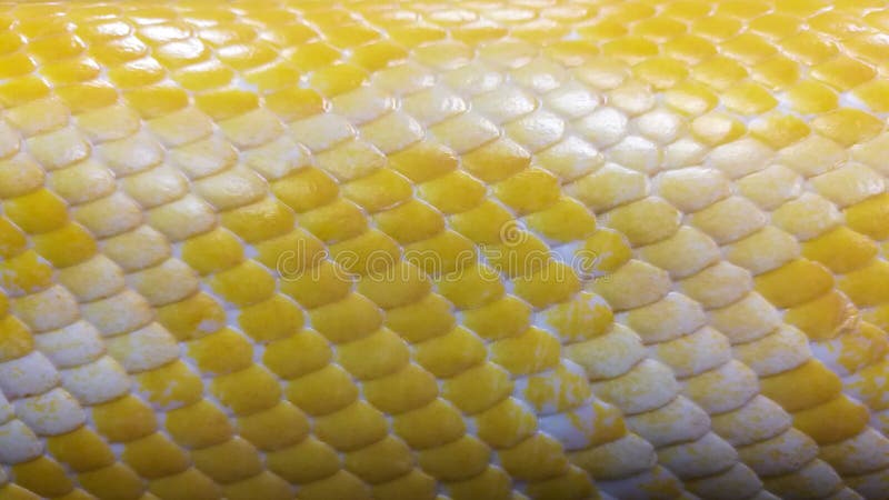 Yellow python snake skin