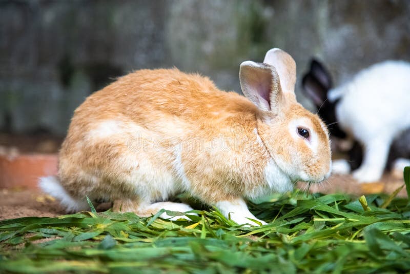 Yellow rabbit piggy bank stock photo. Image of decoration - 71949426