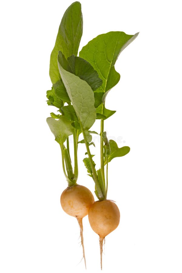 Radish stock image. Image of ingredient, single, antioxidant 19652831
