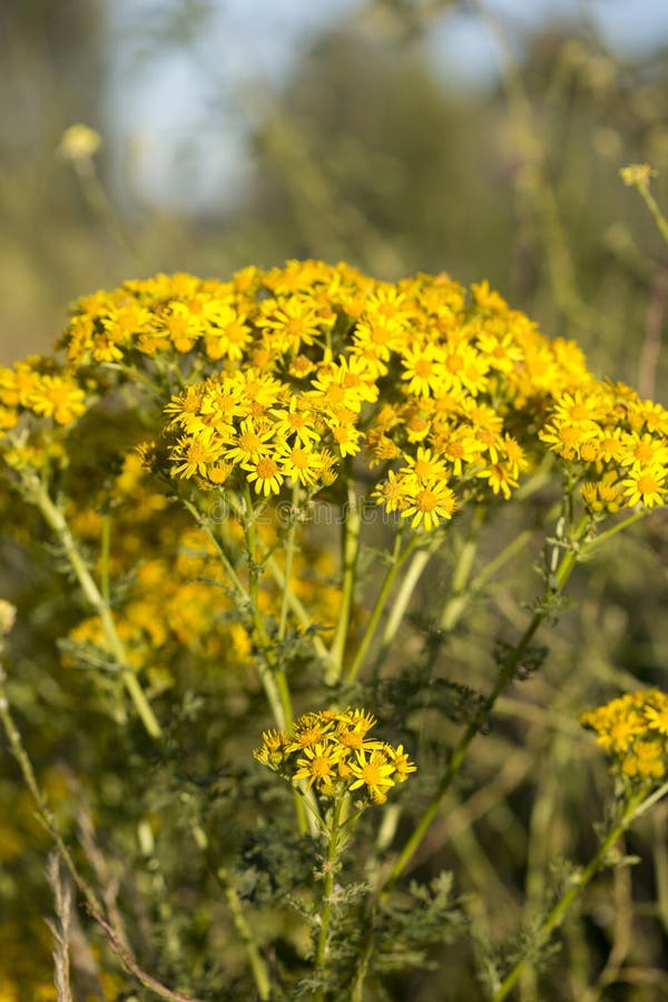 Yellow Ragwort Plant, Kent, Southeast England Stock Photo - Image of ...