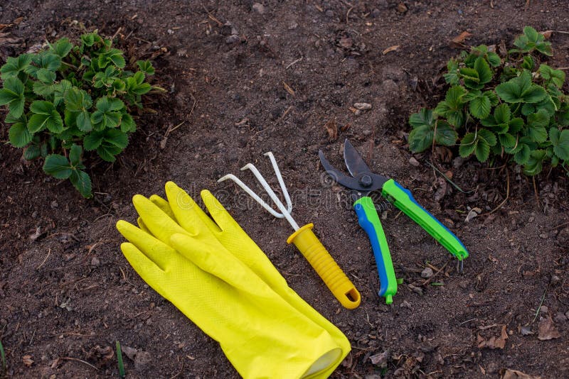 A Yellow Rake, Yellow Garden Gloves and a Green Pruner Stock Image ...