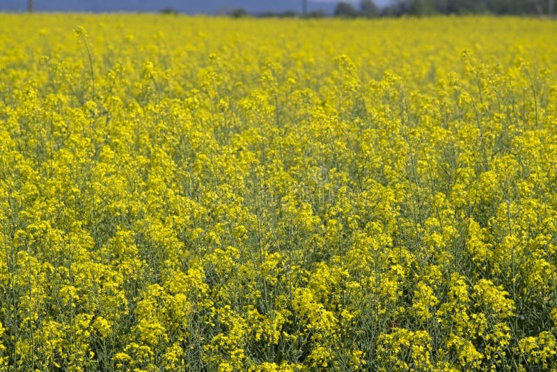 Yellow rapeseed field in bloom landscape