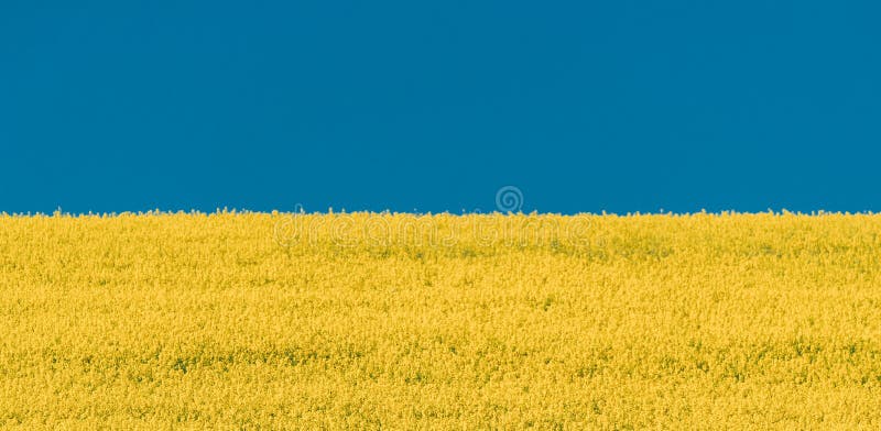 Yellow Rapeseed Field And Blue Sky In Summer Sunny Day. Landscape Like Flag Of Ukraine