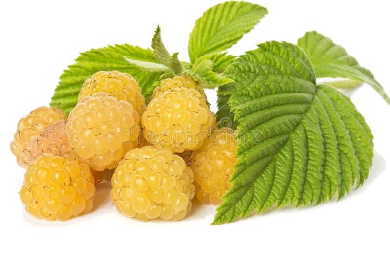 Yellow raspberries stock photo. Image of raspberries 33261284
