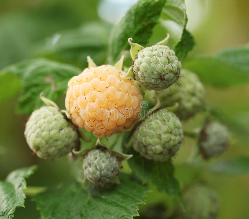 Yellow Raspberry on the Bush. Stock Photo Image of bush, yellow 39051402